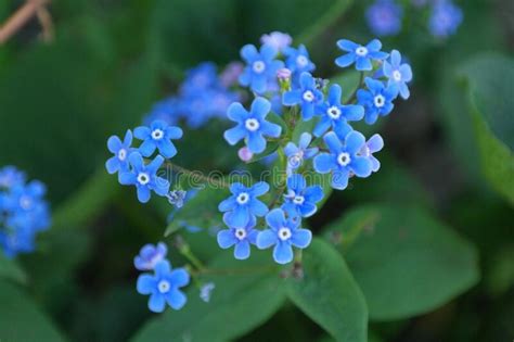 Brunnera Macrophylla Sort Jack Frost Brunner Blooms In The Garden In