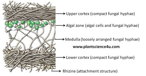Structure Of Heteromerous Thallus In Lichen Plant Science 4 U