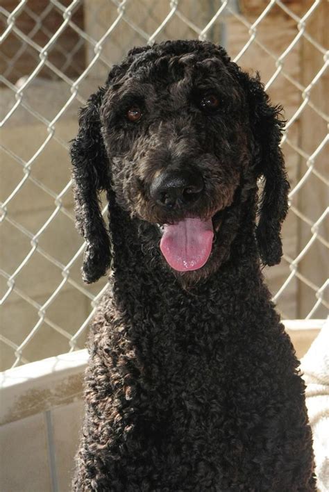Claiming the title of largest pet adoption event in the u.s., this free fair features hundreds of adoptable animals from various rescues, vendors, workshops, and food trucks. Adopt Cy on | South bay area, Poodle, Adoption