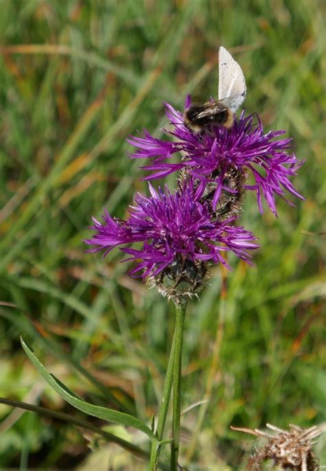 Plantfiles Pictures Centaurea Species Greater Centaury Greater