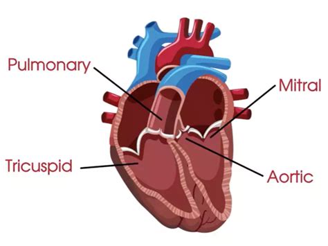 Difference Between Mitral Valve And Aortic Valve Relationship Between