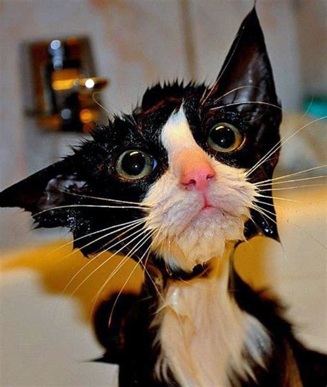 17 Wet Cats Who Will Never Forgive You Momme Puppy Dog Eyes Cats