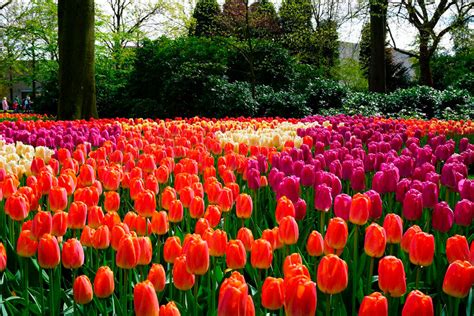 Keukenhof Jardín De Tulipanes Más Grande Del Mundo Mi Siguiente Viaje