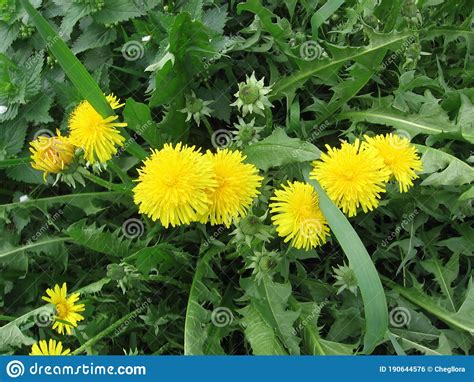 Golden Dandelions In The Grass Stock Photo Image Of Green Grass
