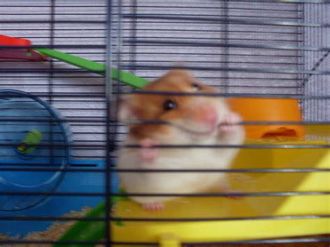 My Cute Hamster Nibbles Hamsters Photo 6995314 Fanpop