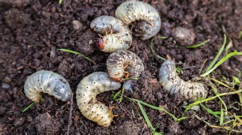 Grubs In Lawn Here Is How You Can Get Rid Of Them For Good