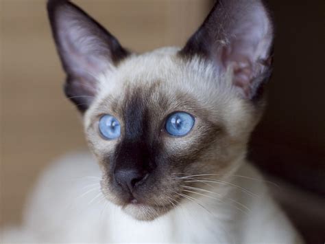 Cat Siamese Biological Science Picture Directory