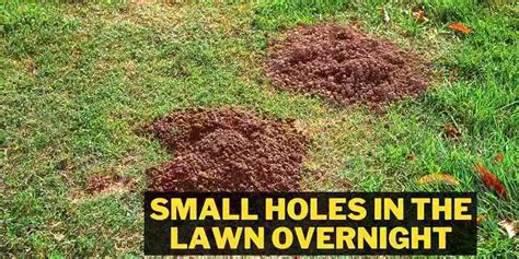 Small Holes In The Lawn Overnight Reason And Solution