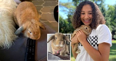 Rabbit Chucks The Remote Away When Owner Wants To Watch Tv Metro News