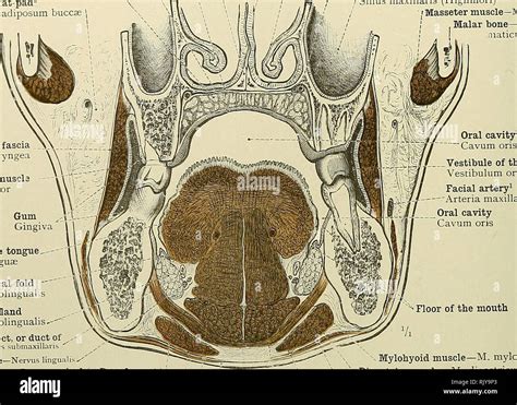 Inferior Turbinate Bone Hi Res Stock Photography And Images Alamy