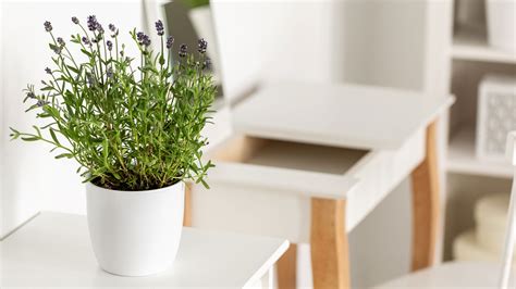 How To Care For Your Lavender Plant Indoors Livingetc