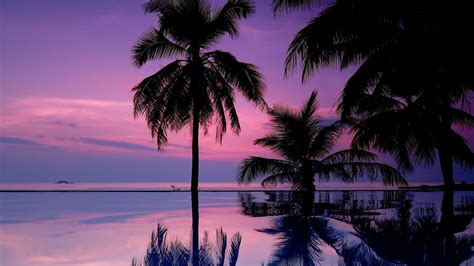 Wallpaper Palm Trees Night Silhouettes Hd Widescreen High