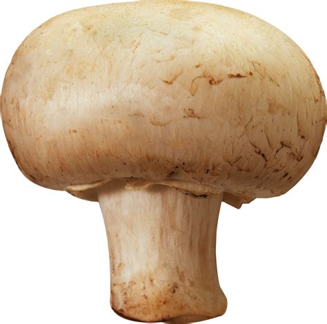 Mushroom Png Image Purepng Free Transparent Cc0 Png Image Library