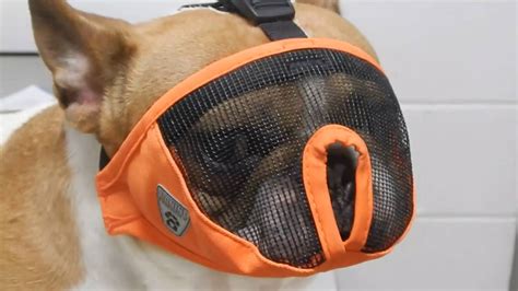 Different types of muzzles for french bulldogs. French Bulldog Samson modeling our new muzzle for bulldogs ...