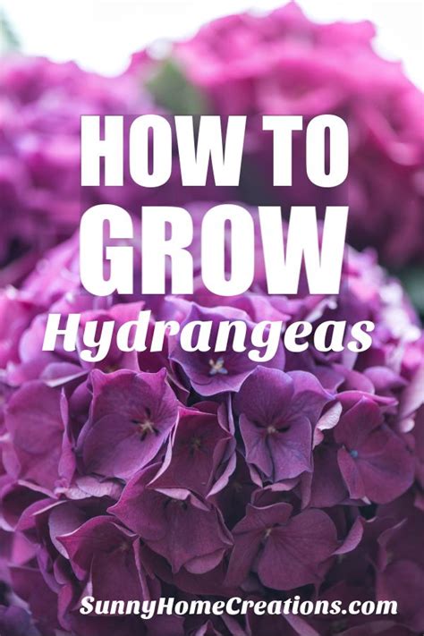 Hydrangea Care And Growing Tips Growing Hydrangeas Hydrangea Care