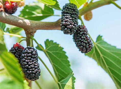 How To Grow Mulberry Growing Mulberry Tree In Containers Mulberries