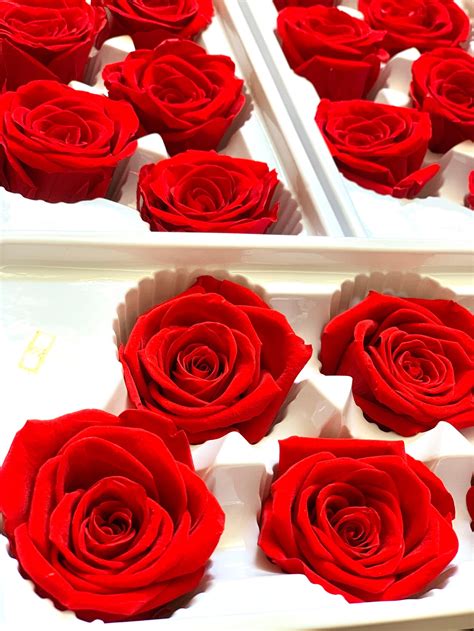 6 Preserved Roses Forever Roses Real Roses Last For 3 Years Etsy