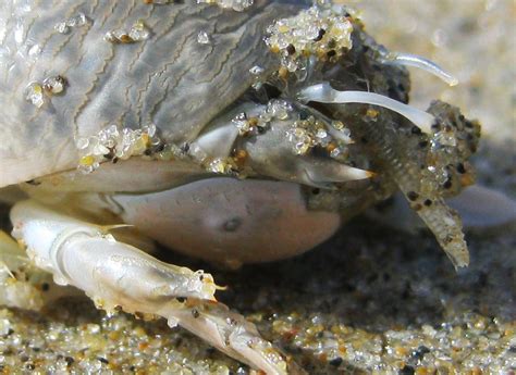 Photapir — California Mole Crabs Or Pacific Sand Crabs If