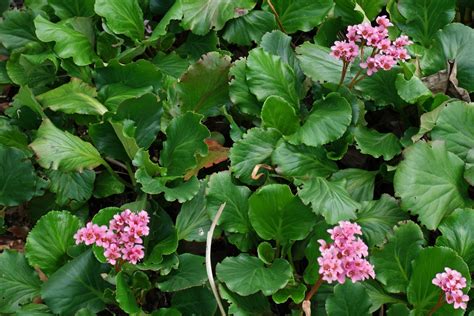 Bergenie / bergenia or elephant ears (variety) by mike reichardt. Bergenia crassifolia cv.
