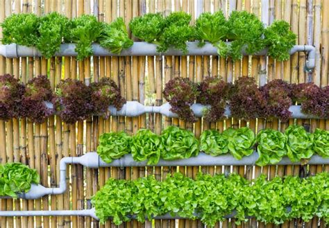 Every square inch matters in a small vegetable garden. Vertical Vegetable Garden ideas - Quiet Corner