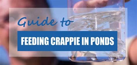 What Food Should You Feed Crappie In Ponds Crappie Food Guide Pond