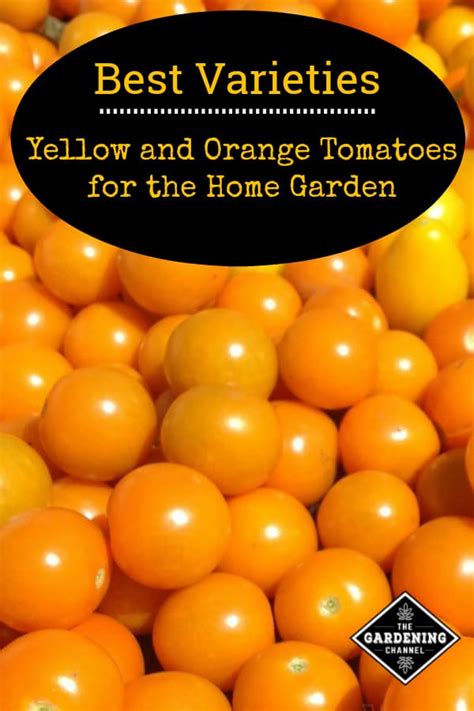 Yellow Tomatoes And Orange Tomatoes Best Varieties Gardening Channel