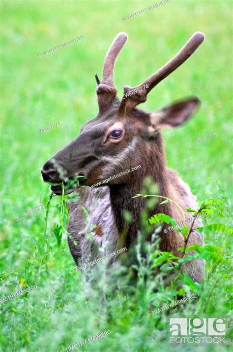 A Young Elk Buck Grazing In Great Smoky Mountains National Park Stock