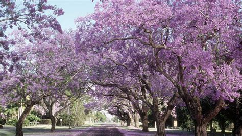 No other plant, all on its own, can make a. Flowering Southern Trees You Need to Plant Now