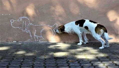 Photos Optical Illusions Starring Dogs Notícias Cãotinho Do