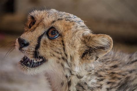 New Baby Cheetah Condor And Cheetah