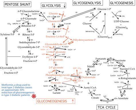 Gluconeogenesis Pathway Structures
