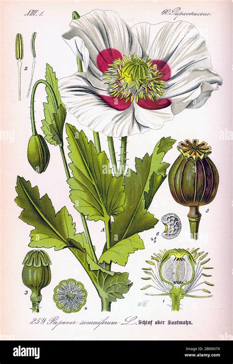 Mundo Papaver somniferum la amapola del opio grabado botánico del
