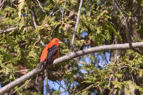 Scarlet Tanager Near Ottawa Ontario Birding