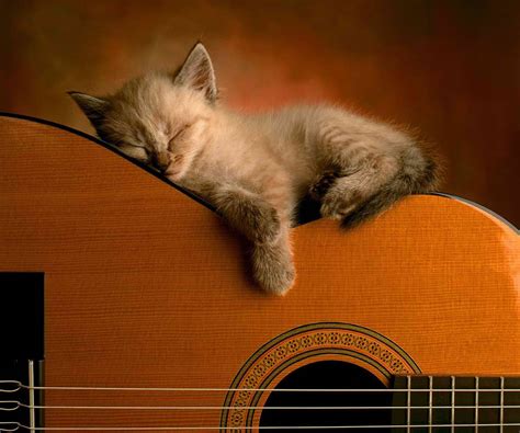 Main song in cats the musical. 301 Moved Permanently