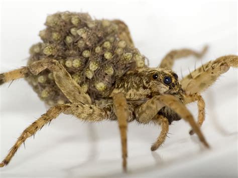 Wolf Spider Facts And Pictures The Infinite Spider