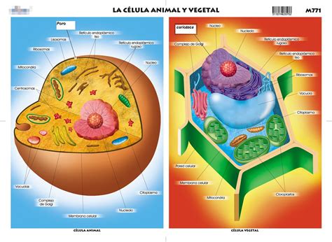 Teorias De Diversificacion Genica Célula Animal Y Vegetal
