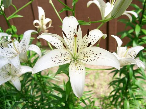 Tiger Lily Wallpapers Keywords Here