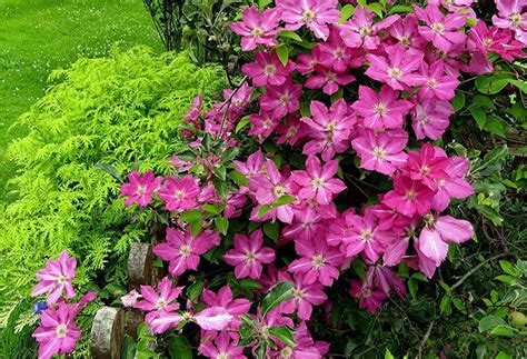 Helen yemm answers your gardening questions. Sprinkles Clematis - Rosy Lavender with Soft White Bars ...