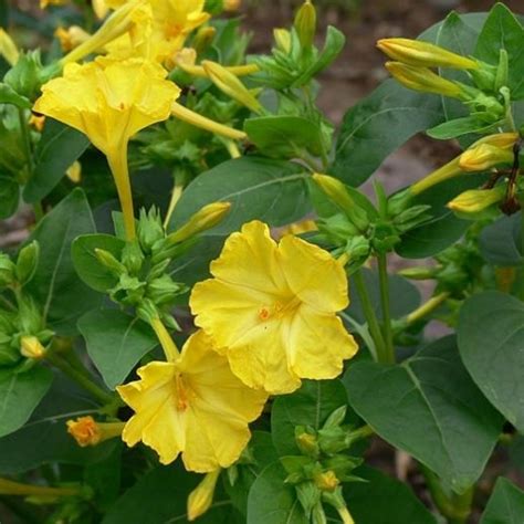 Check spelling or type a new query. Mirabilis Four O' Clock Yellow Seeds - Garden Hunt