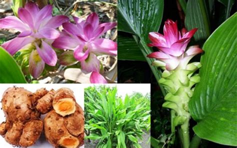 Cream temulawak tidak hanya terdiri dari cream siang, cream malam tapi juga ada. Gambar Tumbuhan Temulawak Asli - Gambar Gambar Tumbuhan