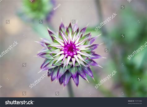 Purple Mountain Flower In Colorado Stock Photo 74757286