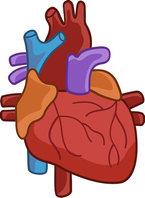 Human Heart Clipart Svg Cut File Heart Svg Realistic Heart Svg