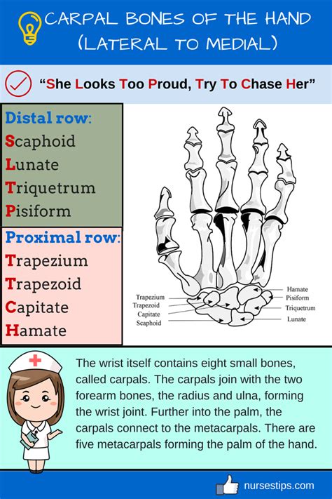 Carpal Bones Of The Hand Lateral To Medial Radiography Student