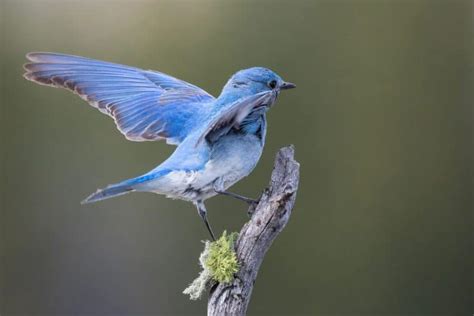 15 Common Types Of Blue Birds Explain And Photo Nature And Life