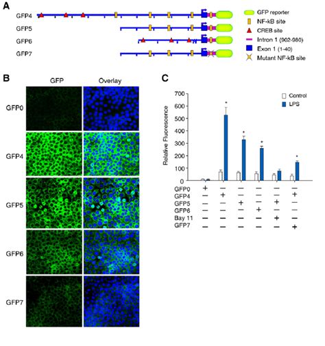 nf b binding in intron 1 enhances nrf1 promoter activity a schematic download scientific