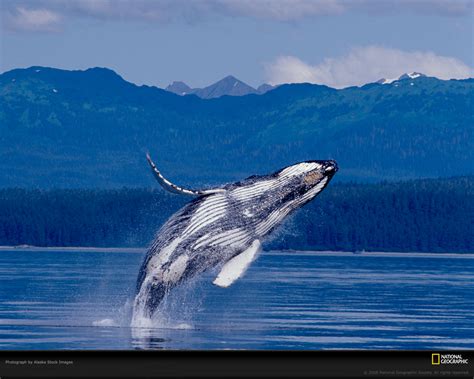 Breaching Whale Wallpaper Resolution1280x1024 Id968228