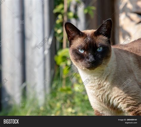 Siam Cat Portrait Blue Image And Photo Free Trial Bigstock
