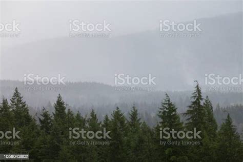 Vancouver Island Foggy Forests Stock Photo Download Image Now