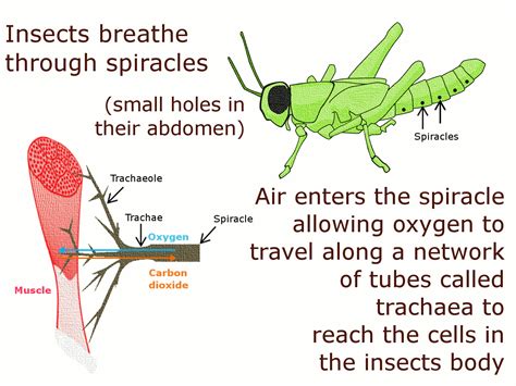 Tracheal System In Insects : Mass and volume growth of an insect