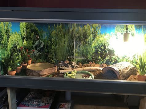 Stunning Tortoise Vivarium Tortoise Vivarium Vivarium Pets